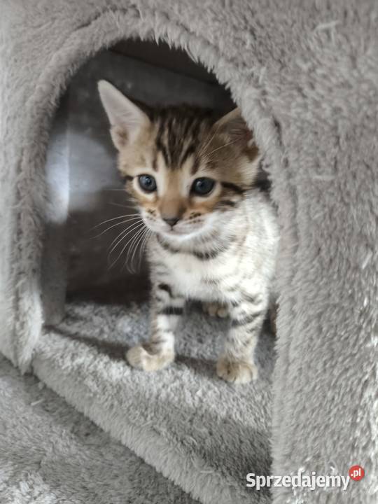 Kotki bengalskie Nielubia