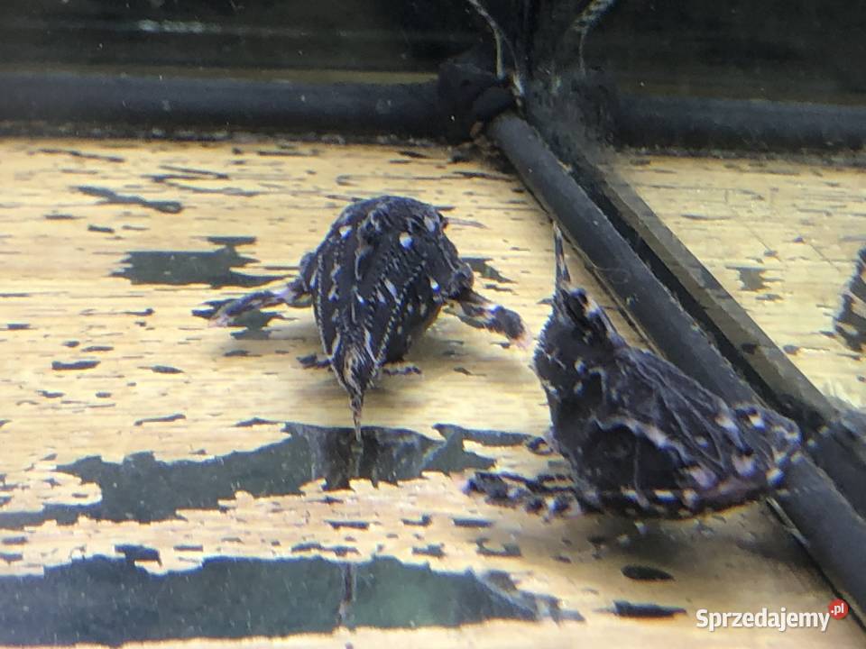 Kirys sum Agamix grzebykoczelny Justynów