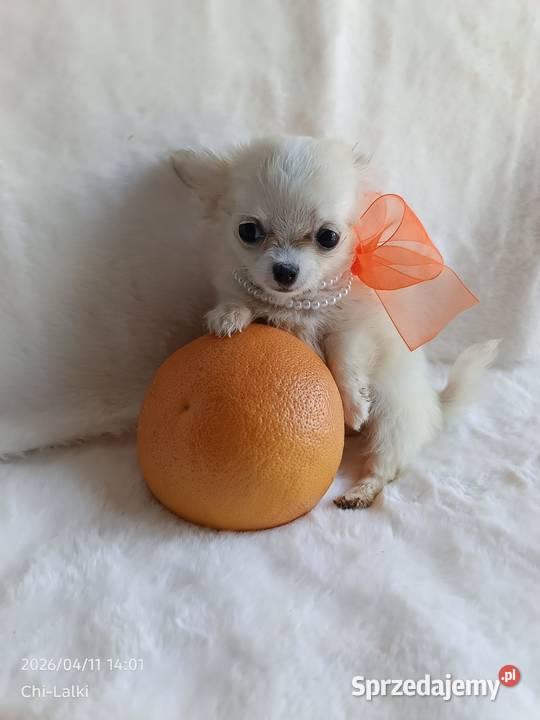 Chihuahua xxs dziewczynka suczka dlugowlosa Chihuahua kujawsko-pomorskie