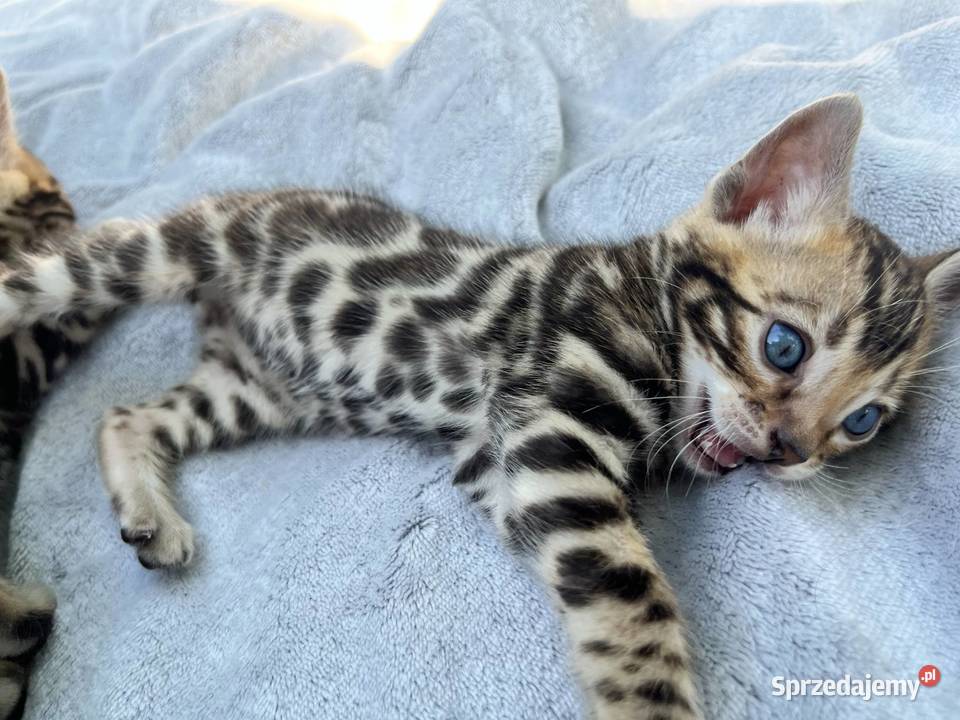 Kociaki bengalskie FPLFIFe
