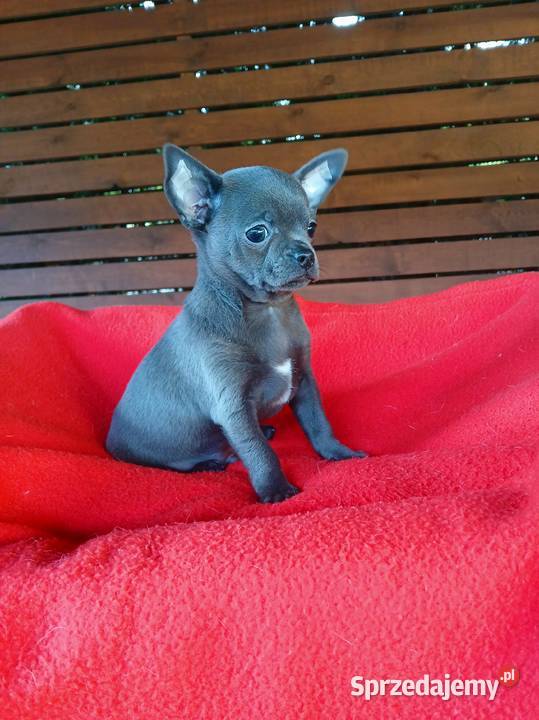 Piękny piesek chihuahua Płock