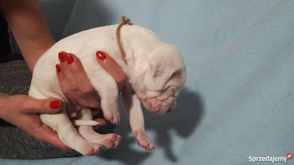 Dog argentyński szczenięta z rodowodem Jaworzno