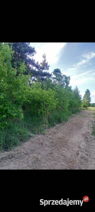 KOSZENIE TRAWY RYKI lubelskie ogród