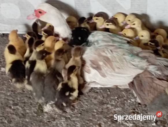 36 Piskląt kaczuszek Piżmowych Francuskich TYLKO Z MAMĄ Kaczką w Komplecie