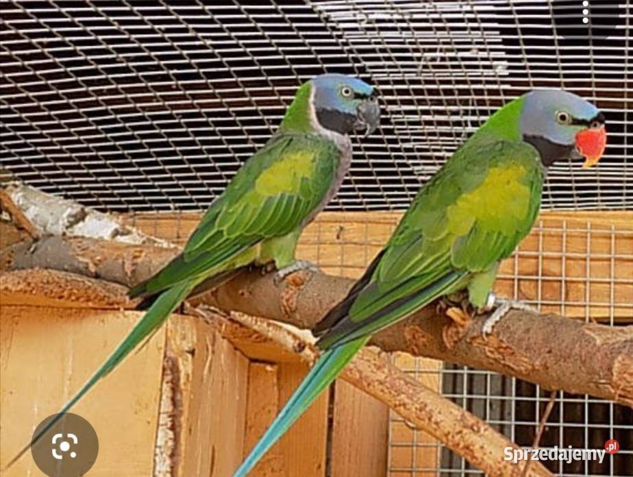 Aleksandretty Chińskie opolskie Przywory