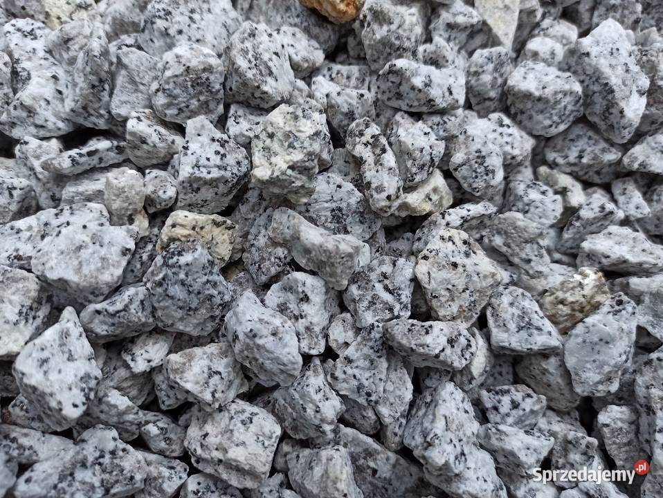 Grys Granitowy Dalmatyńczyk szary w kropki Biała Łódź