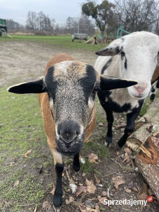Owce Kamerunskie Dobra Nadzieja