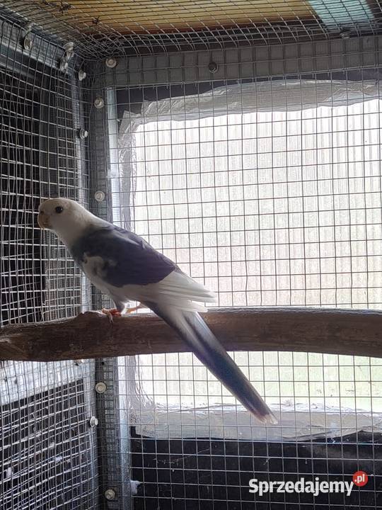 Rozella królewska szek para Ostrów Wielkopolski