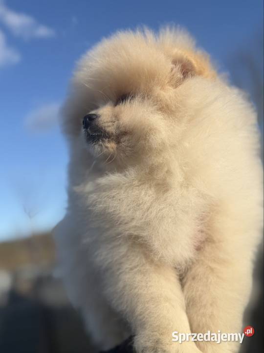 Szpic miniaturowy Pomeranian