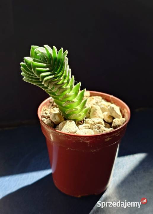 Crassula Kimnachi Buddhas Temple grubosz