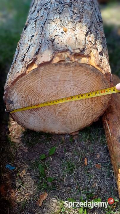 Drewno sosnowe Rolnictwo Tarnobrzeg