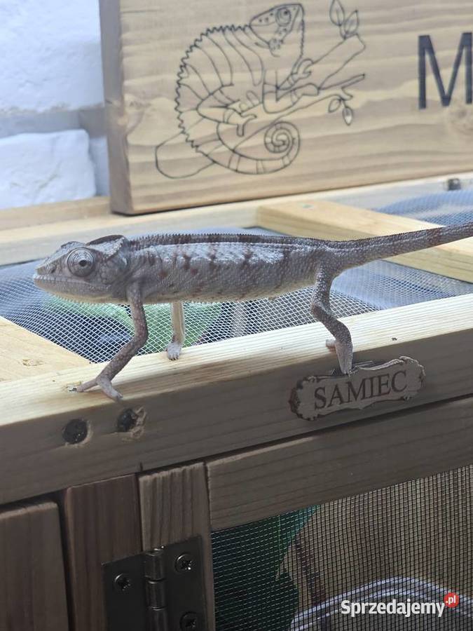 Kameleon lamparci Kraków