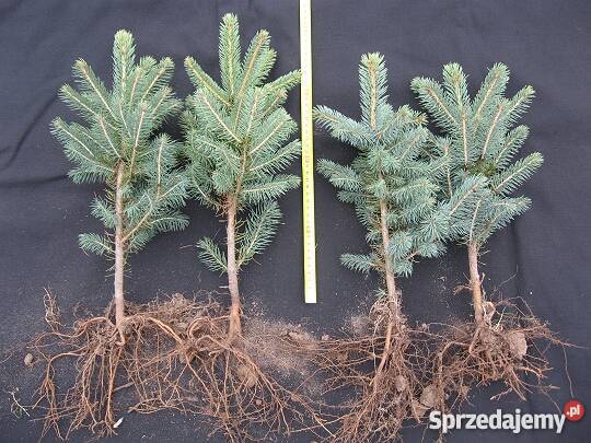 świerk srebrny serbski na choinki Zamęty