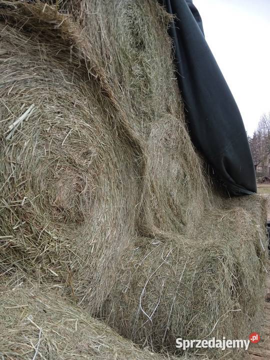 Siano bele 120x120 Trawy, słoma podkarpackie Mechowiec