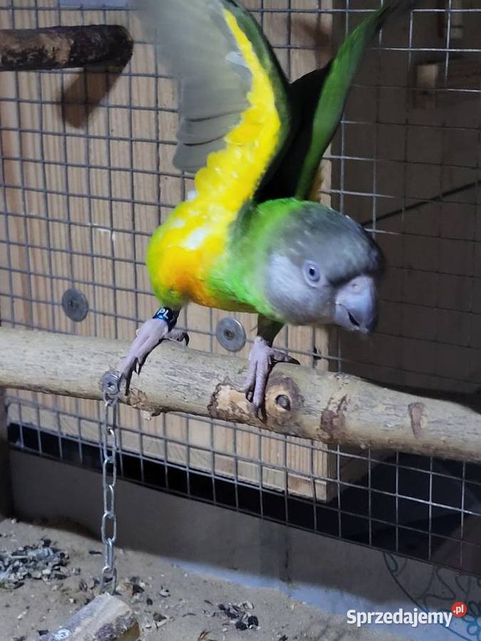 Afrykanka żółtobrzucha senegalka 2023r samica podkarpackie Ulanica