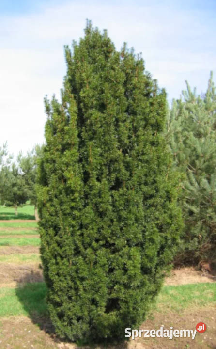 CIS POSPOLITY Taxus baccata NASIONA 140 sztuk sprzedam