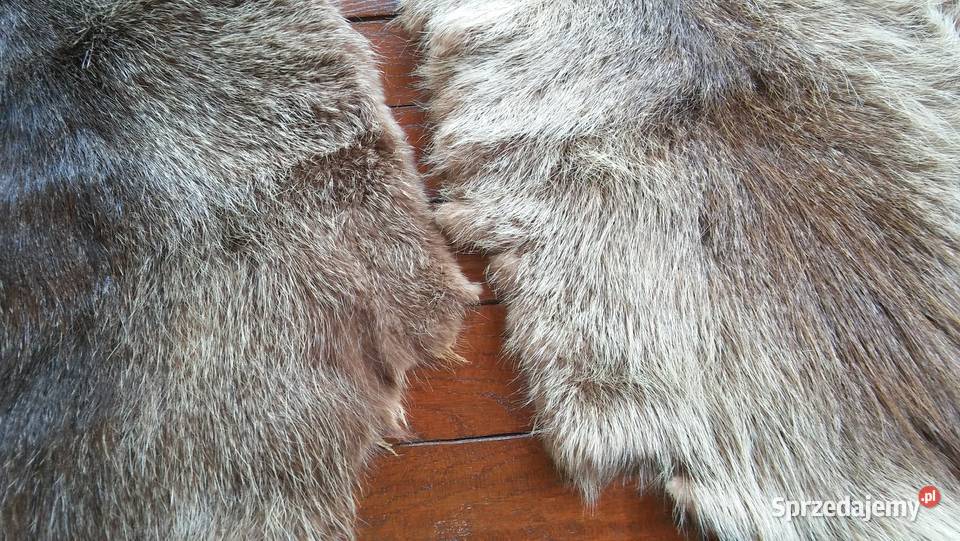 skóry z nutrii Kłomnice
