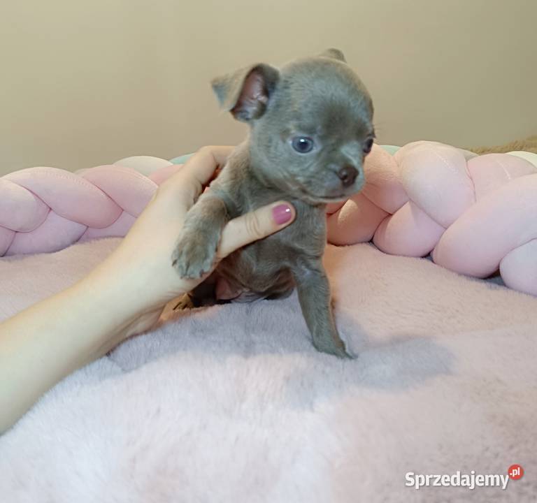 Chihuahua sunia krótkowłosa piękna badania Warszawa sprzedam