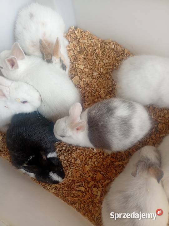 Mini króliczki karzełki i inne Wrzesiny