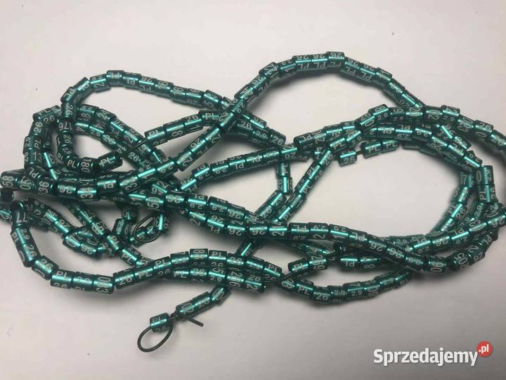 Kanarek obrączki 2026 - 100 sztuk