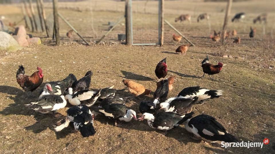 Kaczki i kaczorki francuskie piżmowe nieme Giżycko