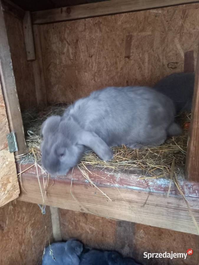 Królik baran francuski niebieski i lawendowy Gryzonie Szczucin