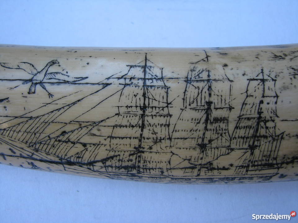 RÓG KIEŁ MORSA TROFEUM RZEŹBIONY Kraków