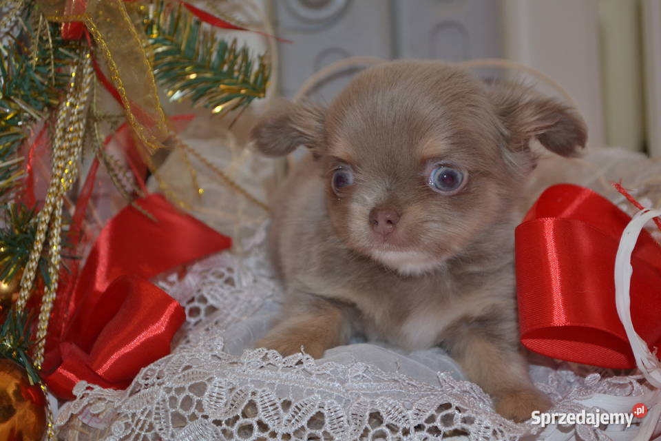 CHIHUAHUA PRZEŚLICZNA SUNIA DŁUGOWŁOSA KOLOR Chihuahua Drogusza