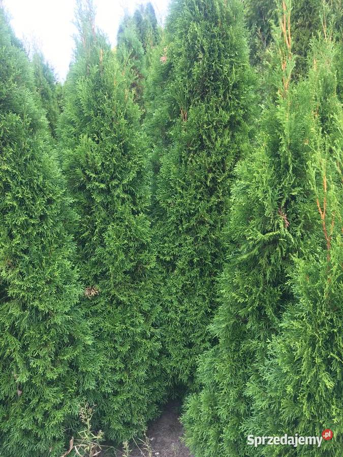 OkazjaSzmaragdy różnej wysokości 150180 200