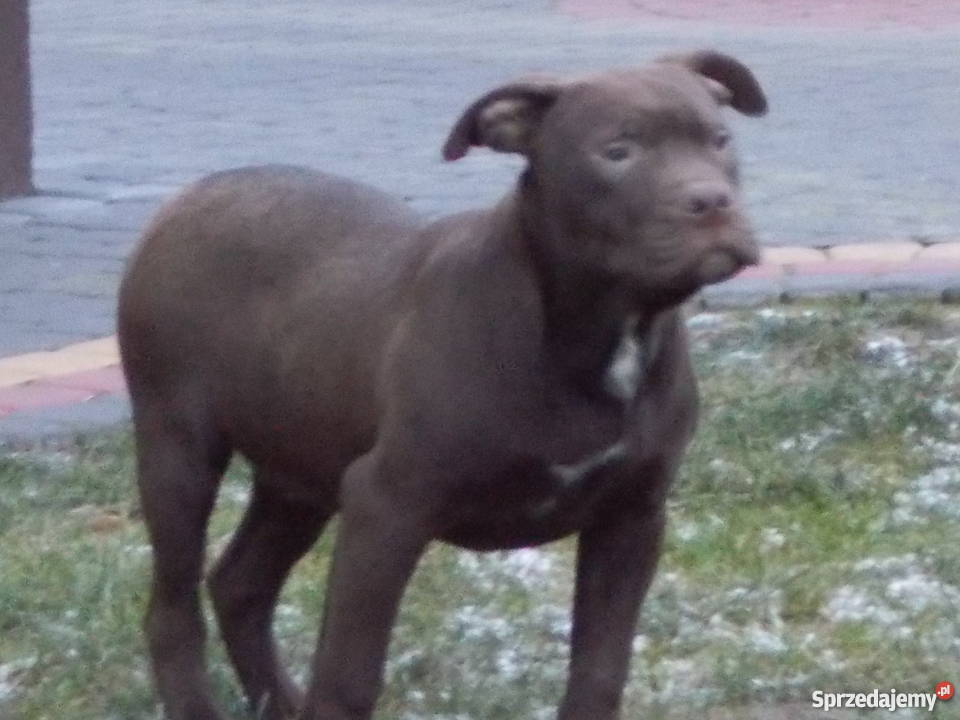 Suczka Pit Bull Płock
