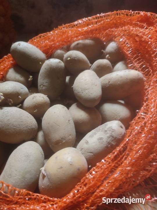 Sprzedam sadzeniaki Queen anna Toszek