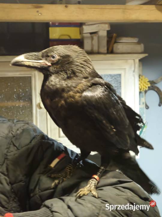Corvus corax kruk Kraków sprzedam
