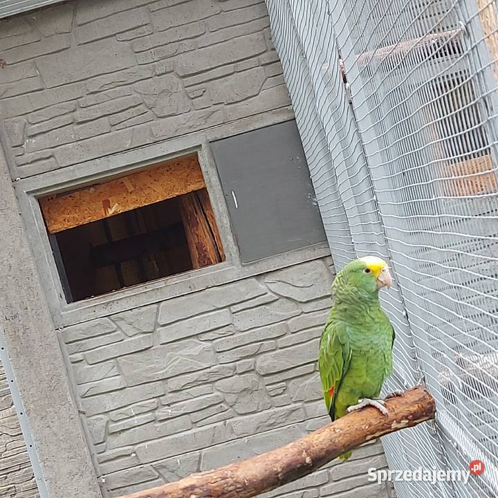 Amazonka niebieskoczelna samica Amazonka oratrix łódzkie Wieruszów