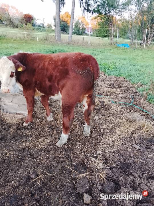Byczki odsadki 100 Hereford Szczuczyn sprzedam