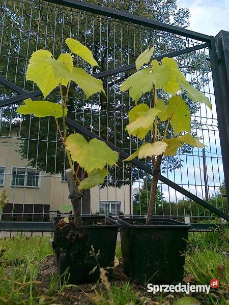 Tuja thuja Smaragd 120 GR ŻYWOPŁOT