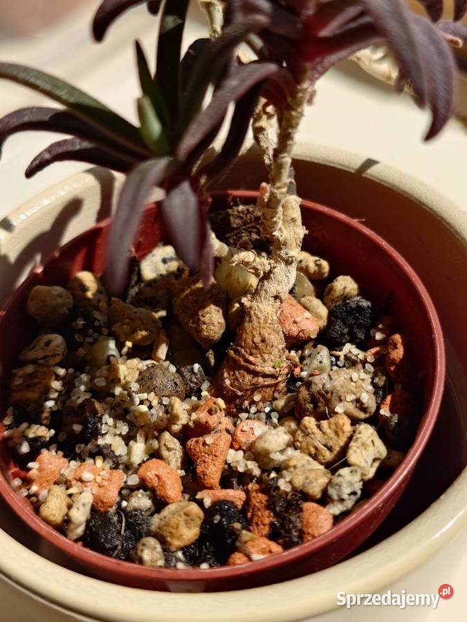 Delosperma bosseranum kaudeks miniatura w