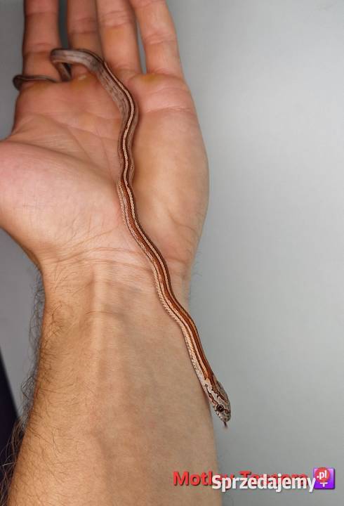 Węże zbożowe młode śląskie