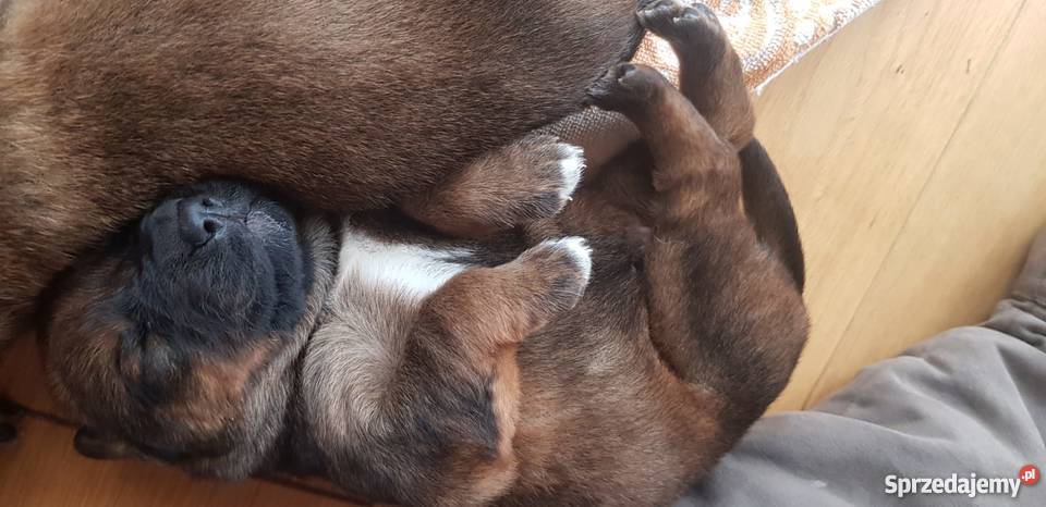 Szczenięta owczarka niemieckiego Łomża