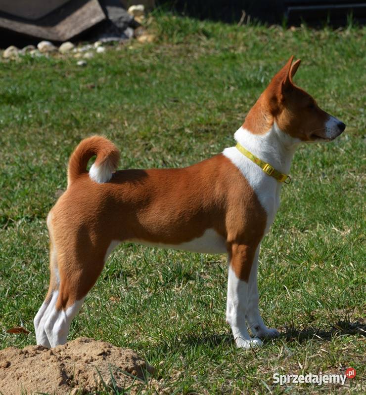 Basenji sunia Z Klanu Łobuzów FCI paszport EU Chełm sprzedam