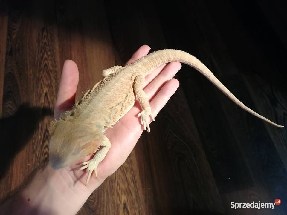 sprzedam 2 agamy brodate z terarium Kwidzyn