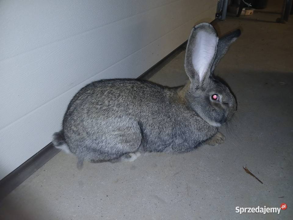 Samiec Rasy Belg Olbrzym Kamień