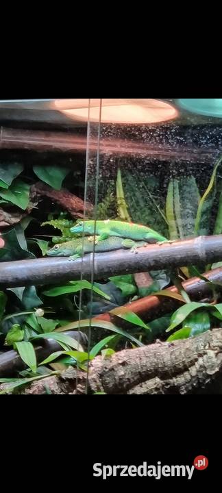 PARA Felsumy Madagaskarskie Grandis Felsuma Gady i płazy Kraków