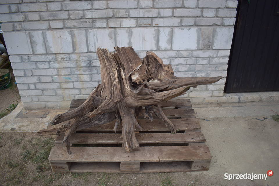 Korzeń ozdobny do ogrodu