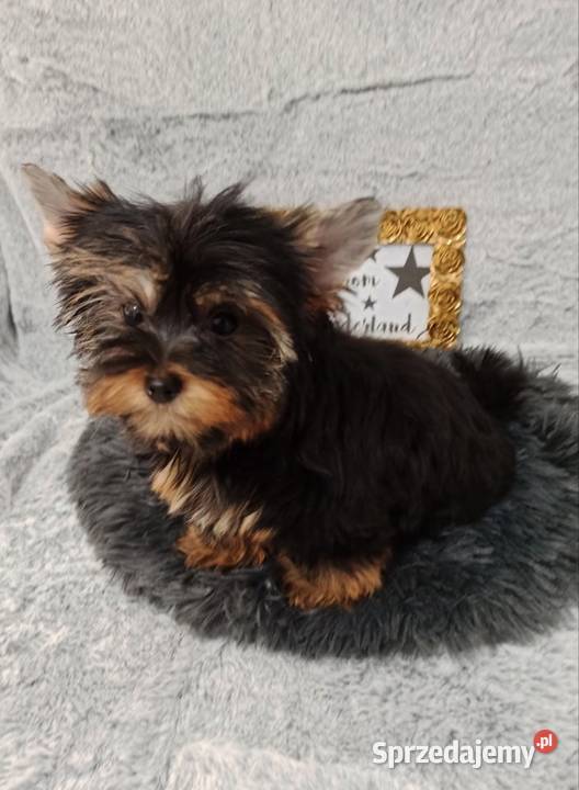 MEGA śliczny YORK Black and Tan do odbioru Opole