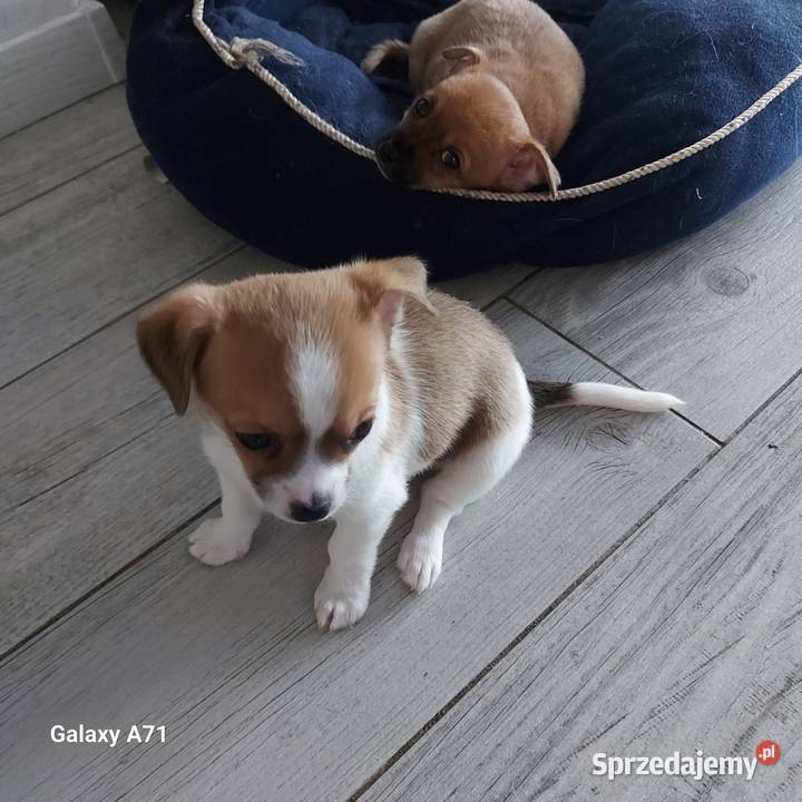 Szczeniaki chihuahua Garwolin