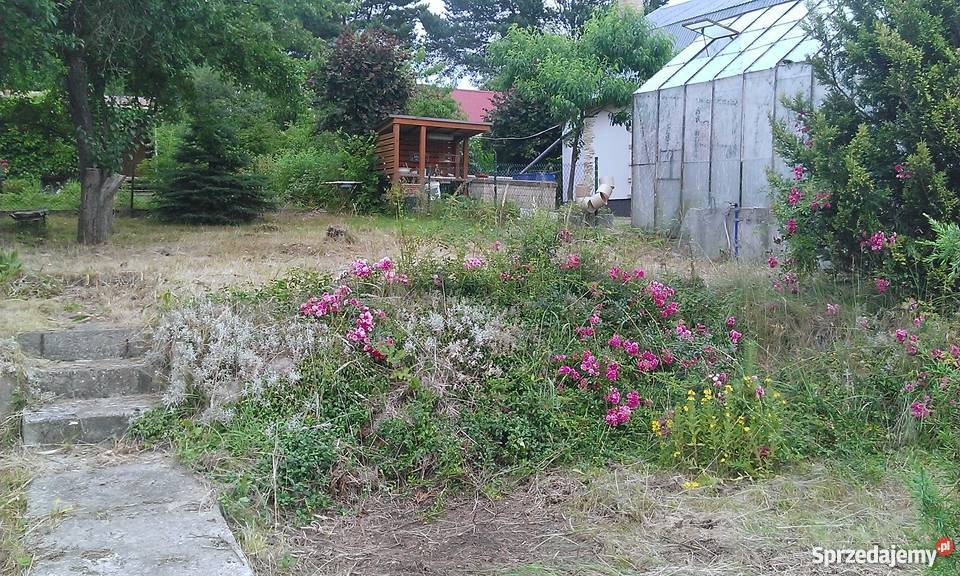 Działka ROD POD DĘBEM Szczecin Pilchowo 300m2