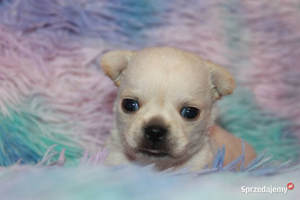 Chihuahua długowłosy chłopiec ZKwP FCI Prawdziwy zachodniopomorskie Świnoujście