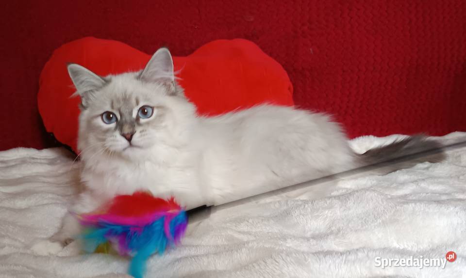 Koty Syberyjskie Neva Masquerade NEMO Kwilcz