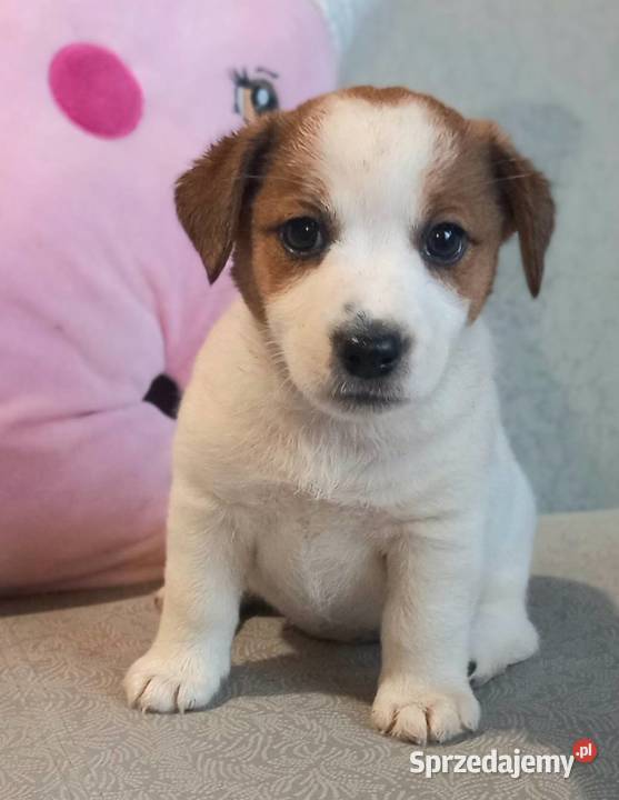 Jack Russell Terrier FCI Winnica