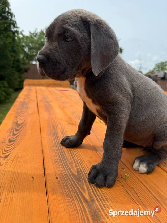 Cane corso sunia blu Mogilno